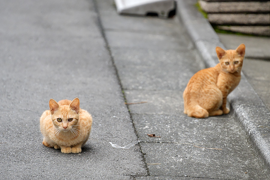 街のねこたち