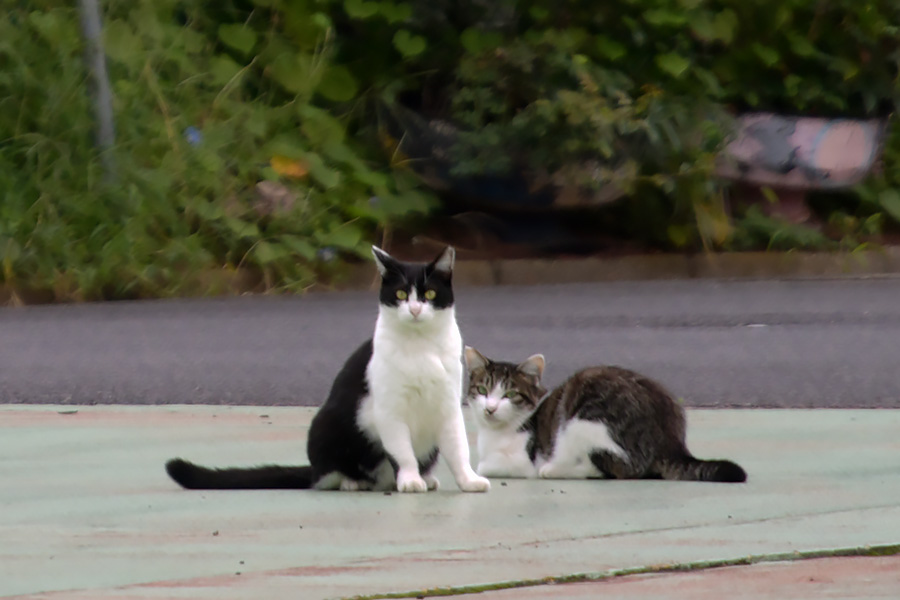 街のねこたち