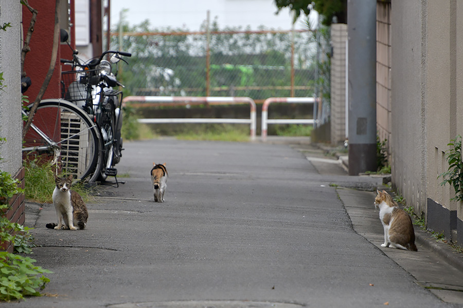 街のねこたち