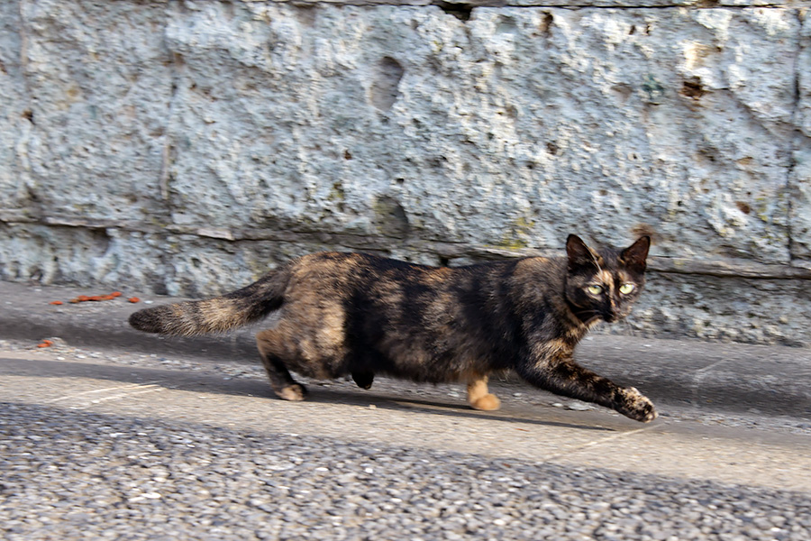 街のねこたち