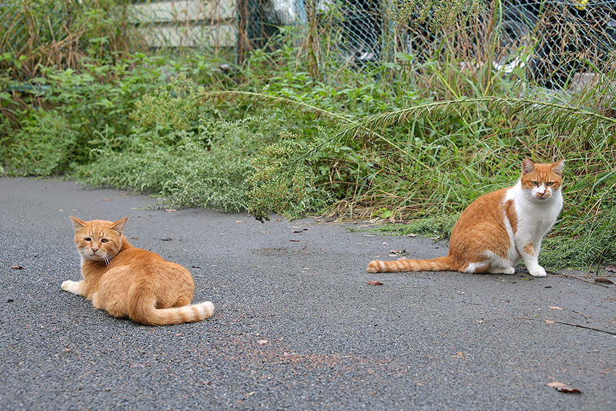 街のねこたち