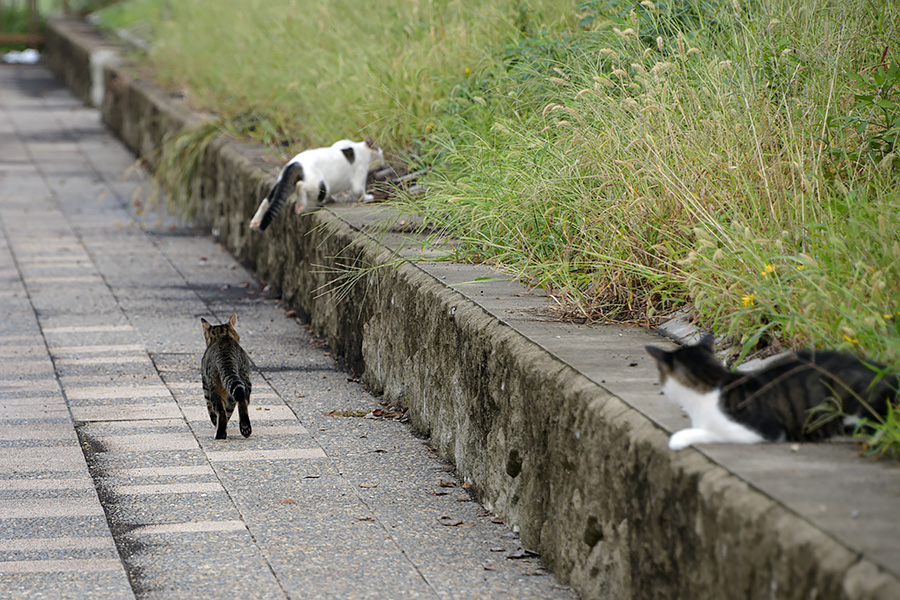 街のねこたち