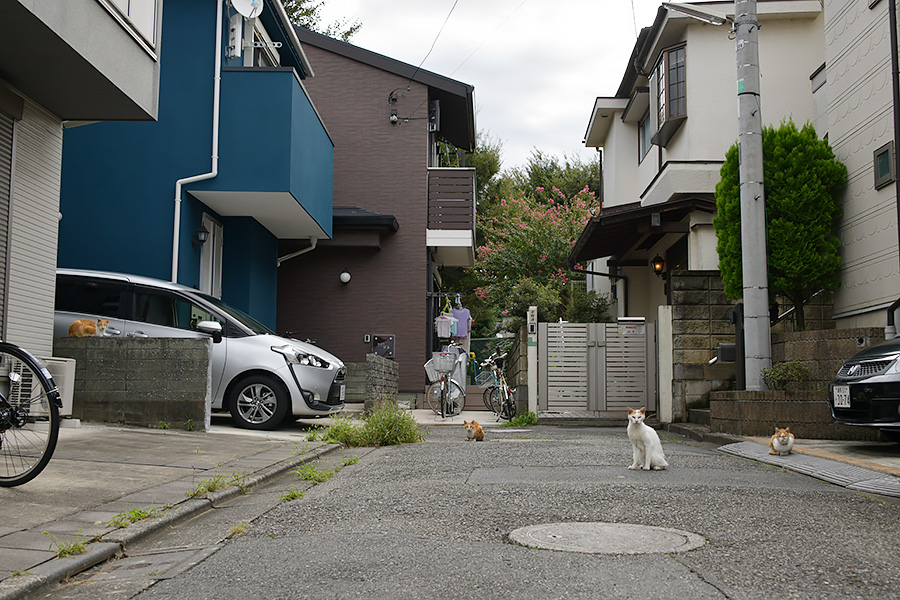 街のねこたち