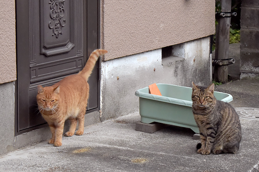 街のねこたち