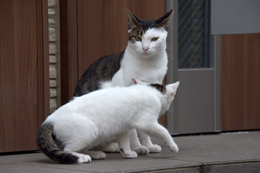 街のねこたち