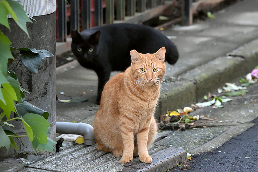 街のねこたち