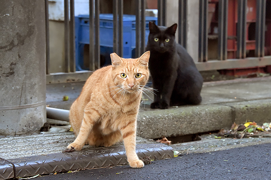 街のねこたち