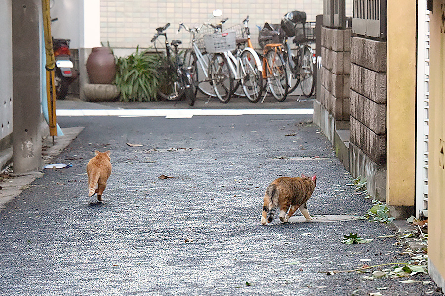 街のねこたち