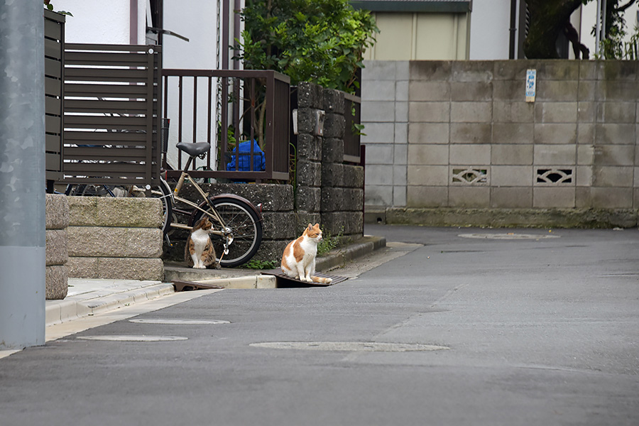 街のねこたち