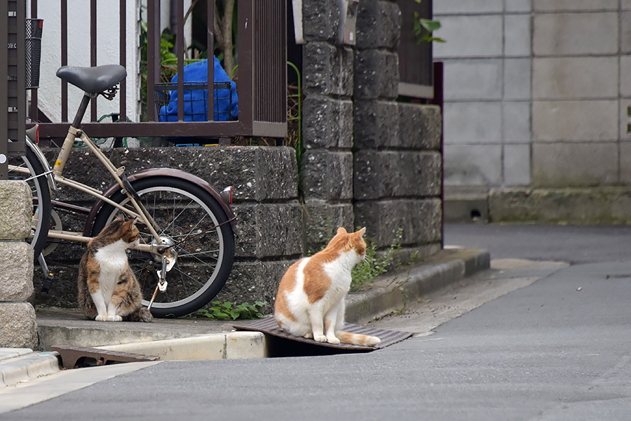 街のねこたち