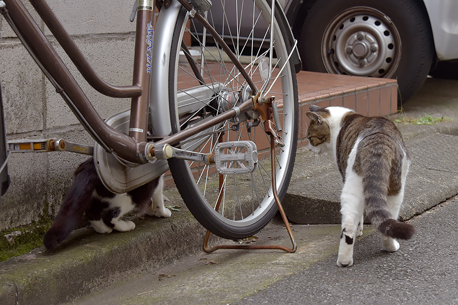 街のねこたち