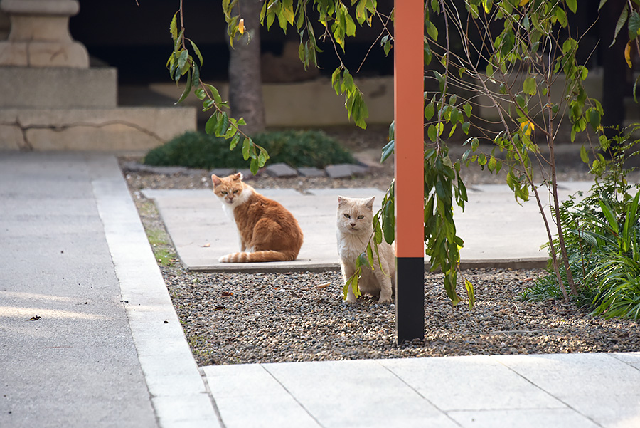 街のねこたち