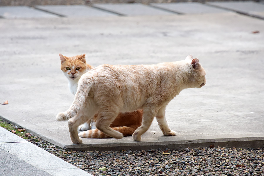 街のねこたち