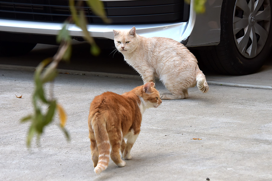 街のねこたち