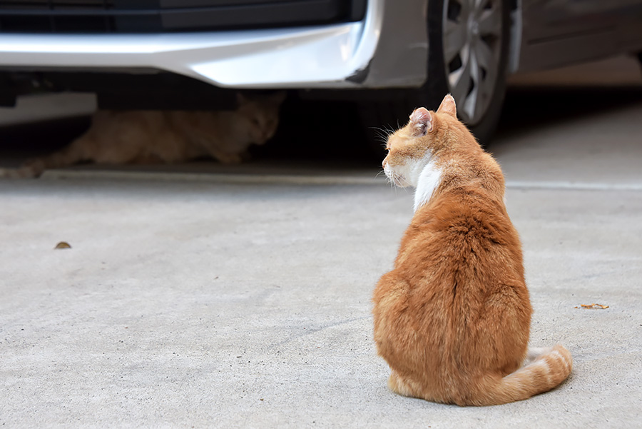 街のねこたち