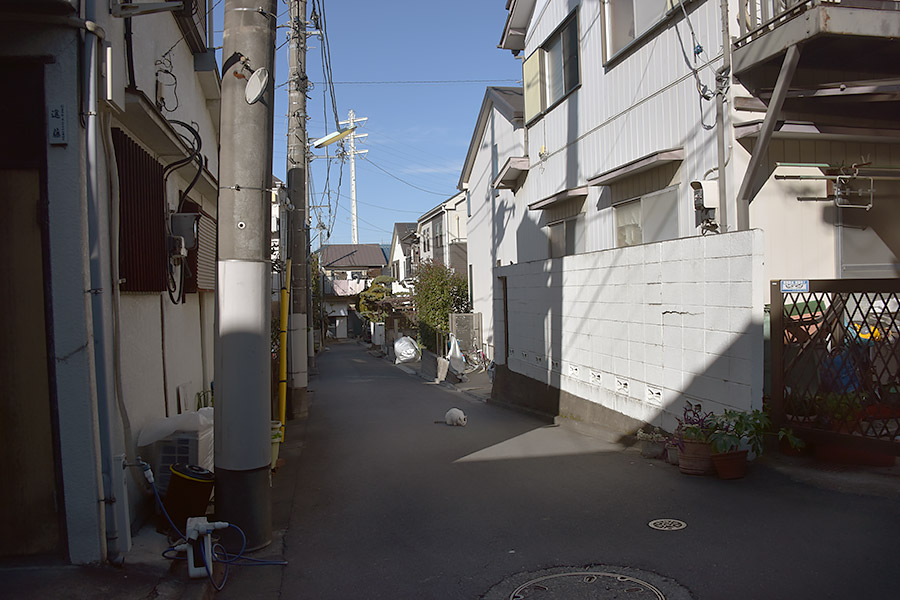 街のねこたち
