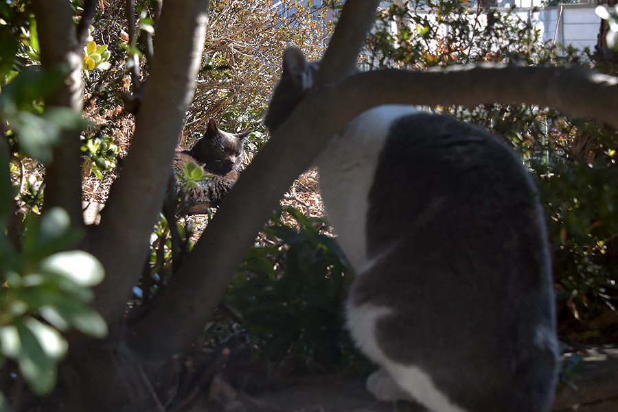 街のねこたち
