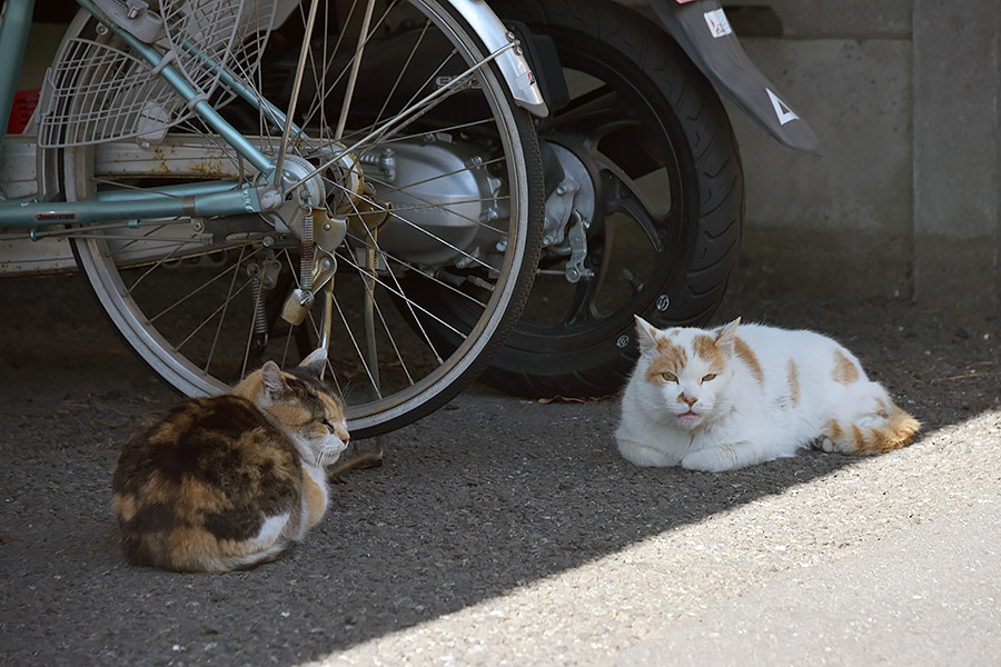 街のねこたち