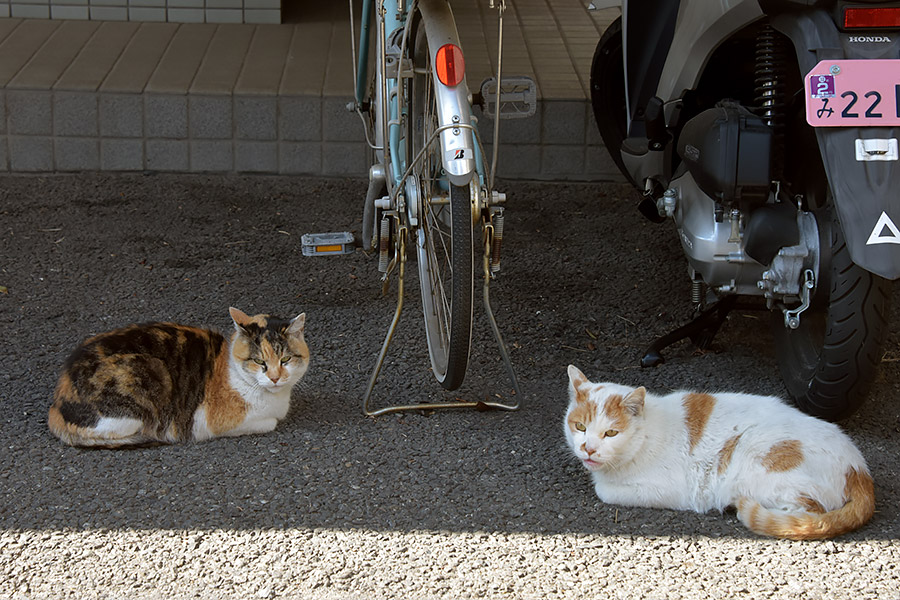 街のねこたち