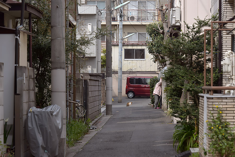 街のねこたち