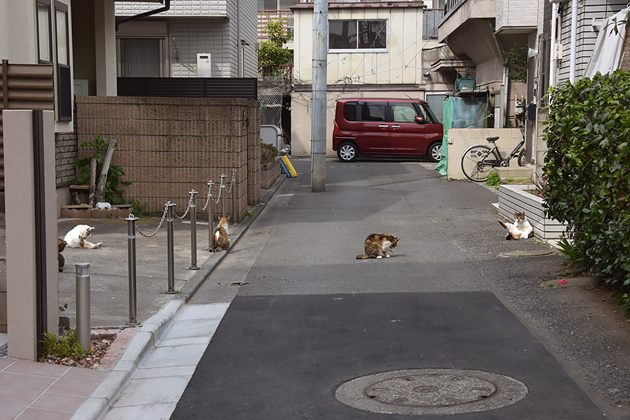 街のねこたち