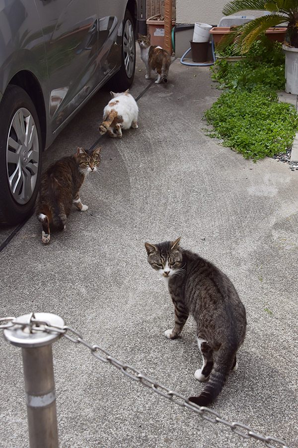 街のねこたち