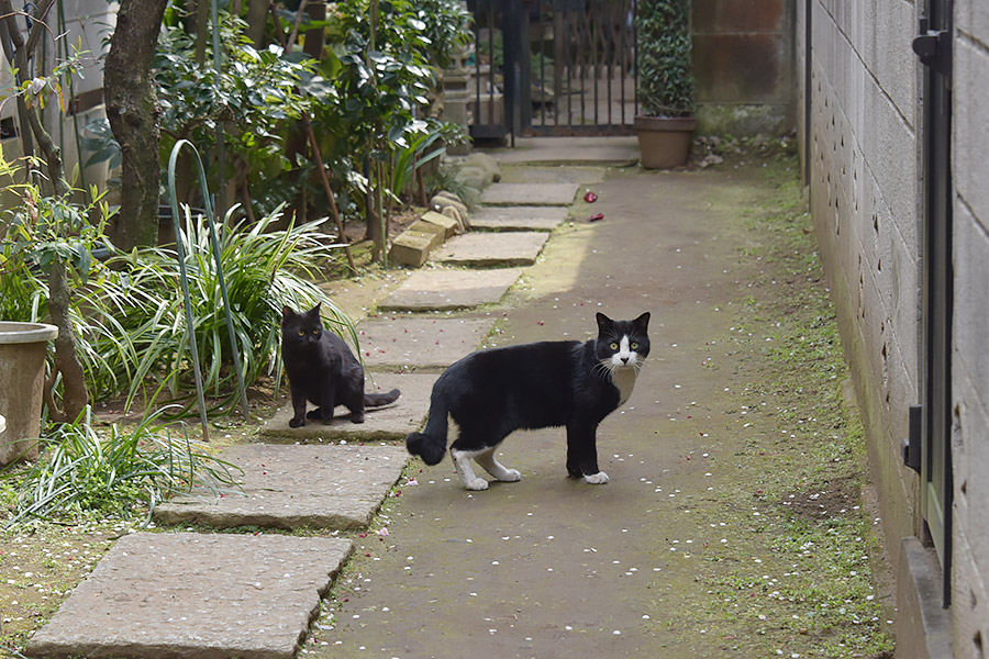 街のねこたち
