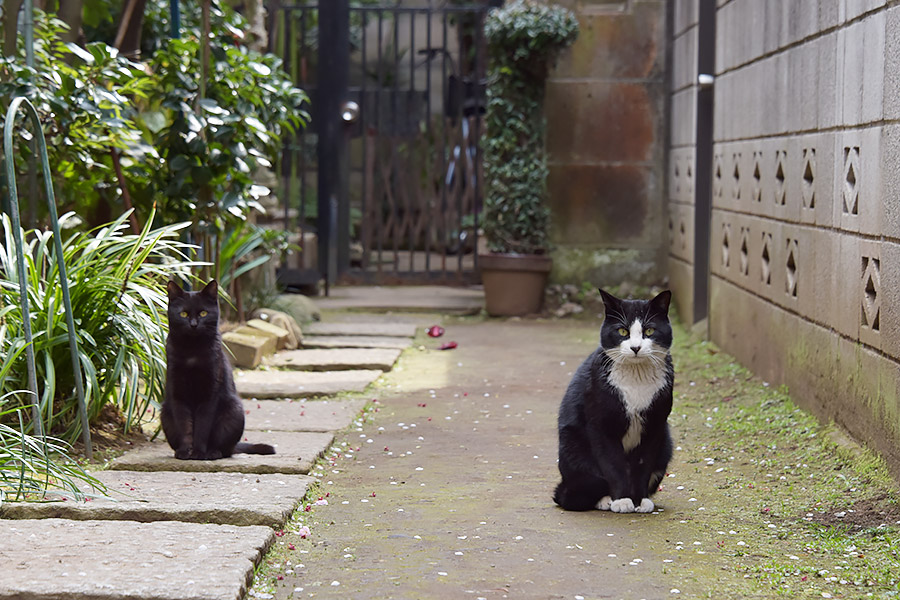 街のねこたち
