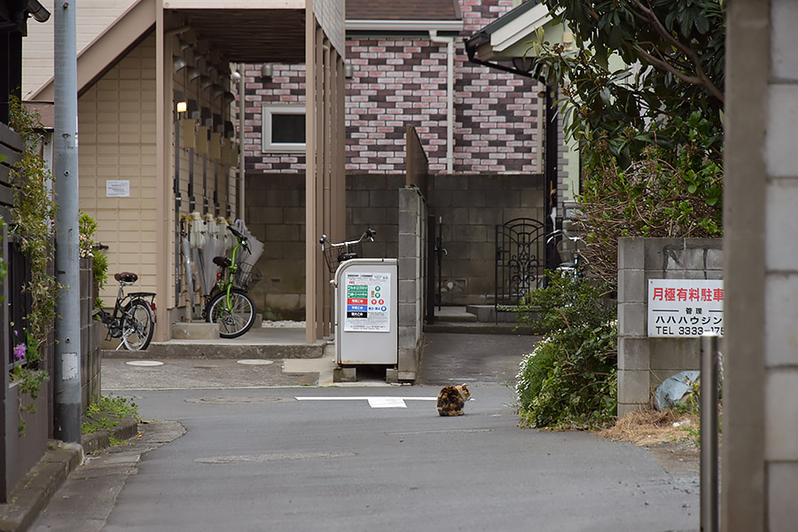 街のねこたち