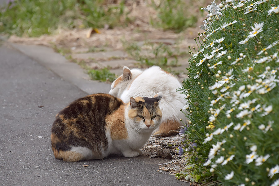 街のねこたち