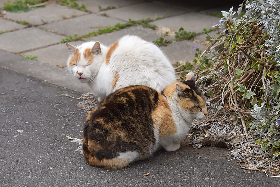 街のねこたち