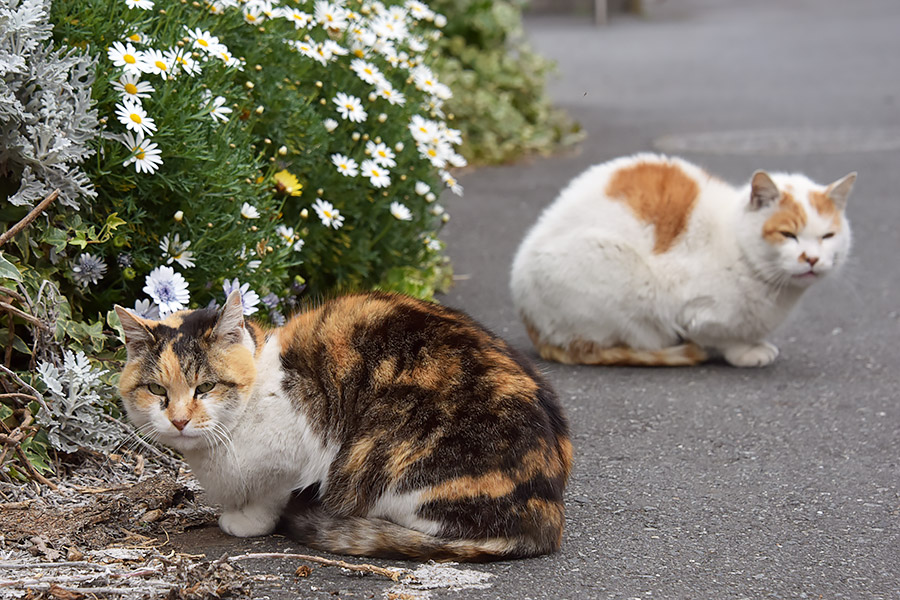 街のねこたち