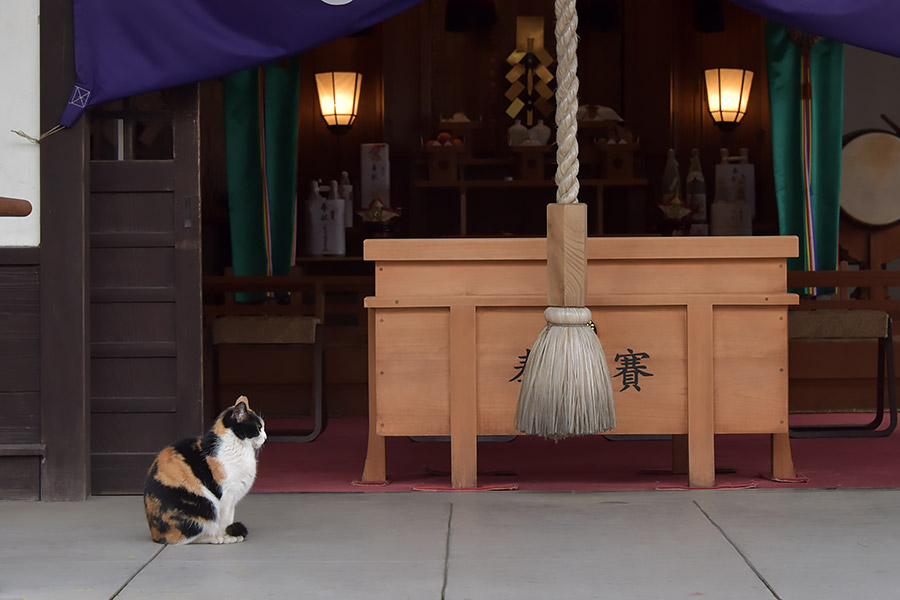 街のねこたち