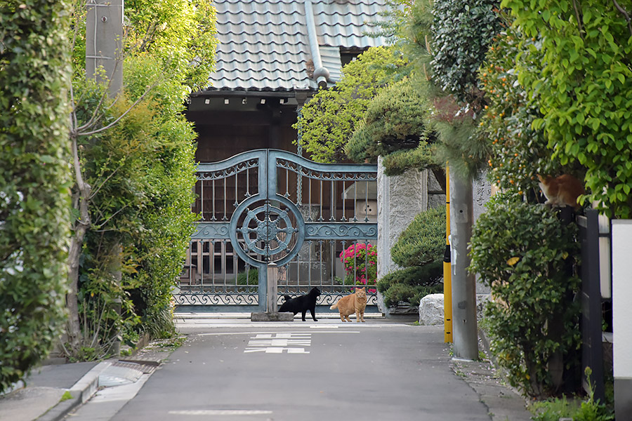 街のねこたち