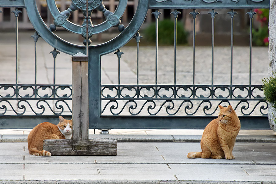 街のねこたち