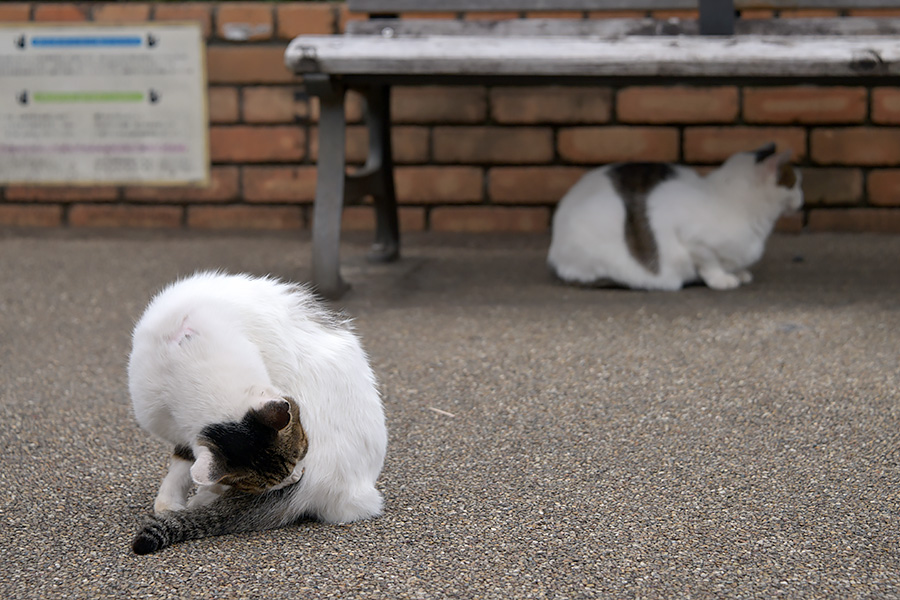 街のねこたち