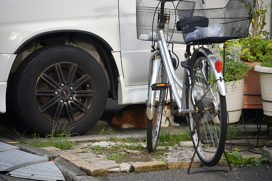 街のねこたち