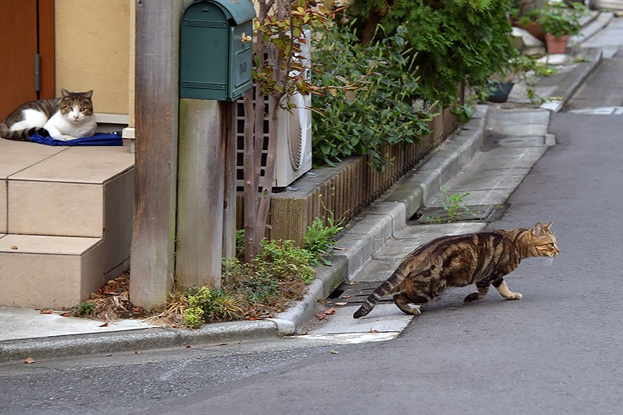 街のねこたち