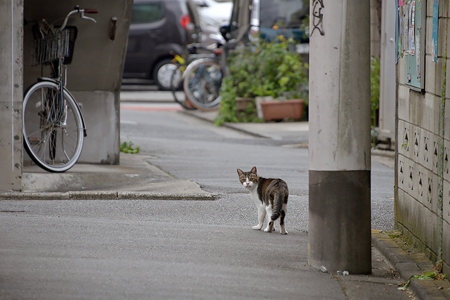 街のねこたち