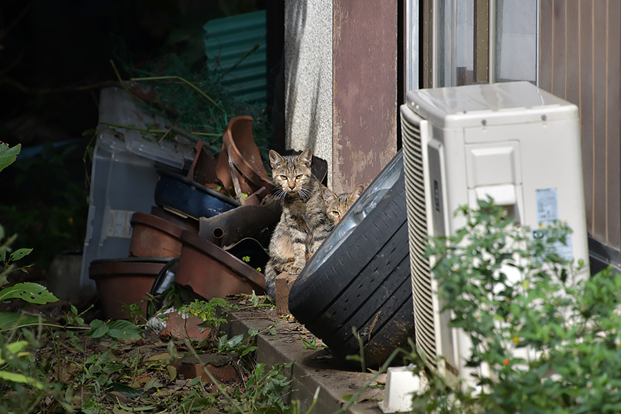 街のねこたち