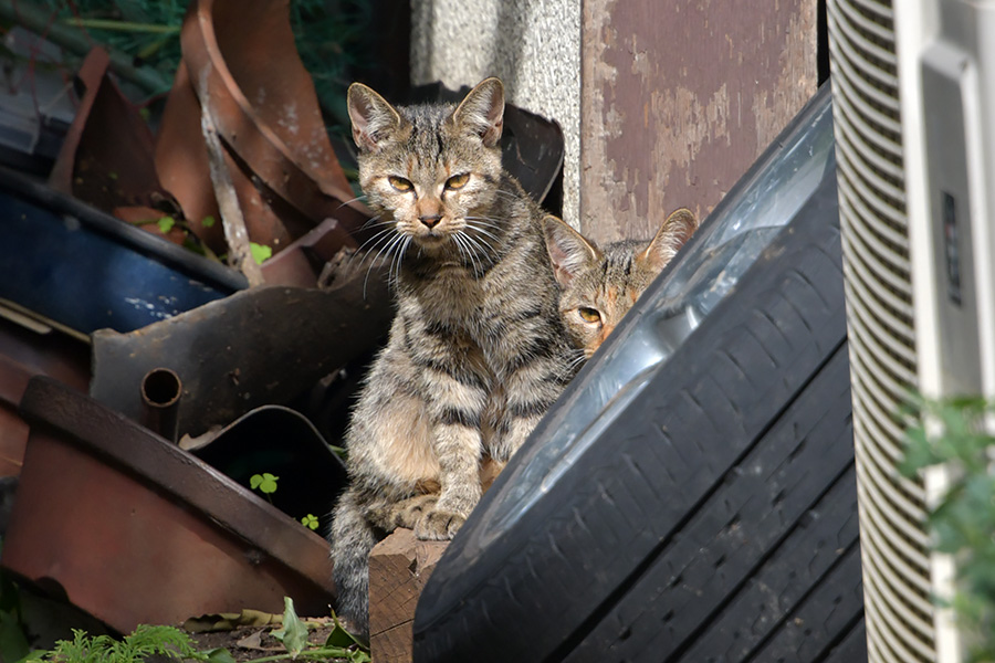 街のねこたち