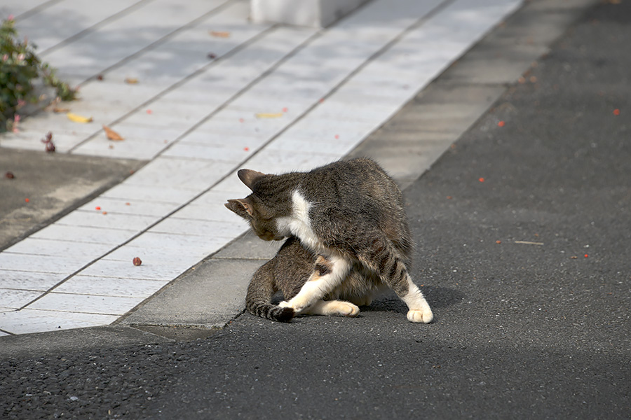 街のねこたち