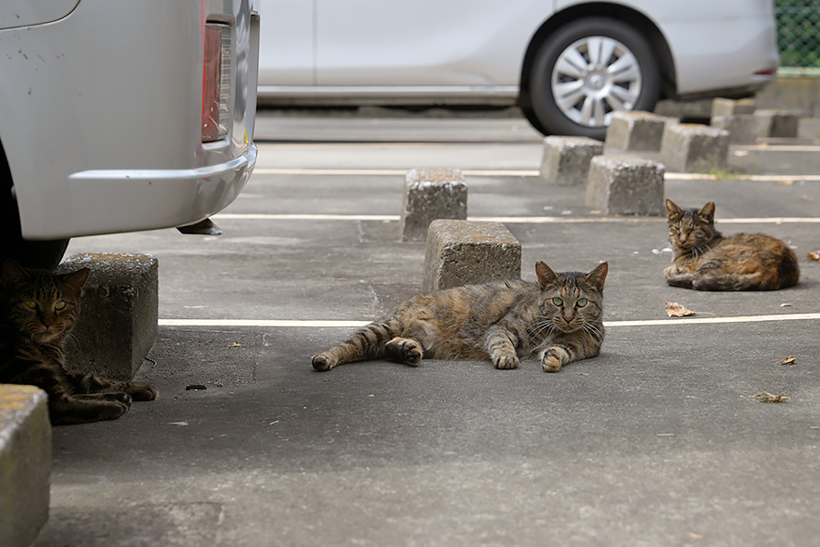 街のねこたち