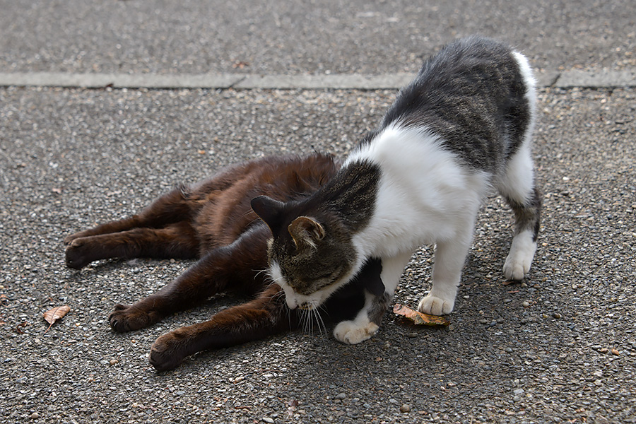 街のねこたち