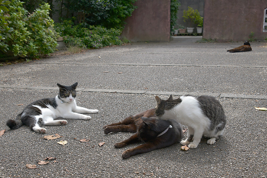 街のねこたち