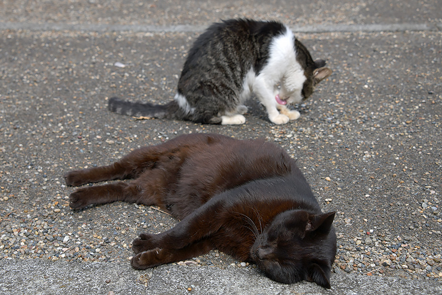 街のねこたち