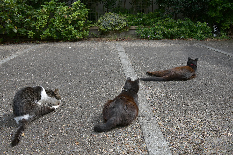 街のねこたち