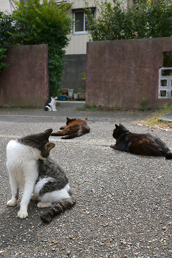 街のねこたち