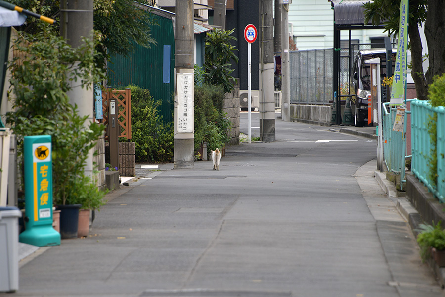 街のねこたち