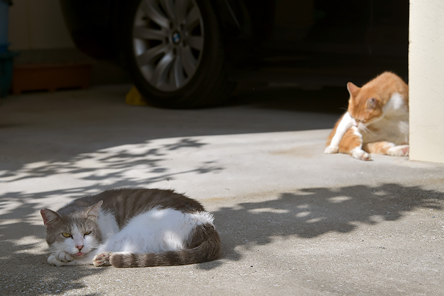 街のねこたち